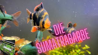 Wissenswertes über Sumatrabarben  Aquaristik4fun [upl. by Aramen]