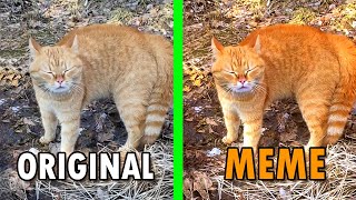 Go London Original Vs Meme  I Will Go London Cat meme [upl. by Airpac]