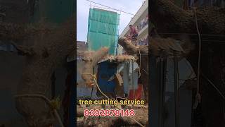 HYDERABAD TREE CUTTING SERVICE tree treecutting trending shorts vairalvideo ytviral subscribe [upl. by Ecinue]