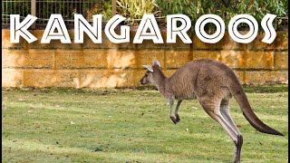 All About Kangaroos for Kids  Kangaroo Facts for Children FreeSchool [upl. by Chane]