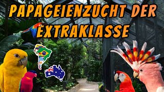 Papageienzucht der Extraklasse  Aras Kakadus amp Co in Österreich [upl. by Adleremse901]