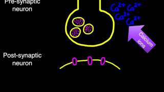 656 Transmission across a synapse [upl. by Initsed919]