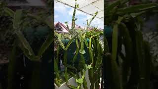 succulent plantscissus quadrangulariscucumber succulentbackyardgardening hobby [upl. by Nenad]