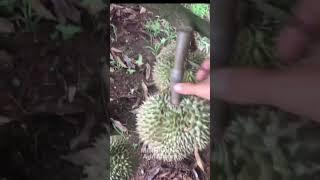 Lets go harvest durian in the garden with Farmer farmer harvesting farming durian [upl. by Novahs]