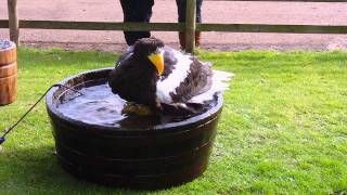 Stellers Sea Eagle takes a bath [upl. by Eimmij]