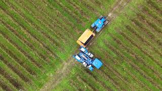 Vendange sud gironde  harvesting [upl. by Ogawa]