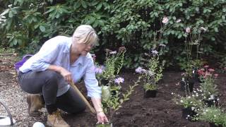 How to plant a herbaceous border [upl. by Jany]