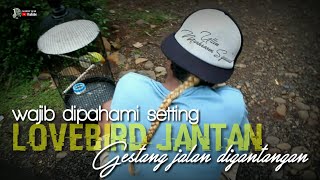 WAJIB DIPAHAMI SETTING LOVEBIRD JANTAN GESTANG [upl. by Onfre]