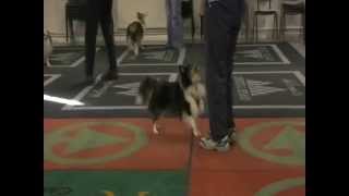 Heelwork to Music Sheltie Training day [upl. by Kazue671]