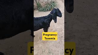 Pregnancy toxemia  Anorexia  bloat  Anaemia  improperly gait in goat [upl. by Narmis]