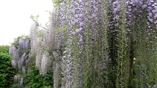 How we prune a Wisteria into a free standing tree [upl. by Crosby350]