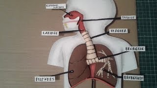 Como Hacer Maqueta Aparato Respiratorio 1 [upl. by Tresa28]