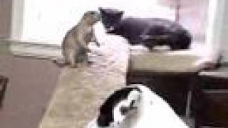 prairie dog cat and dog [upl. by Ummersen]