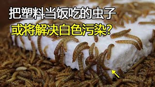 科学家发现能吃掉微塑料的虫子，将它做成塑料用品后，你敢使用吗？ [upl. by Ahsas]