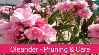 Oleander plant pruning amp Care  Karabi plant grow from cutting [upl. by Gwenn]