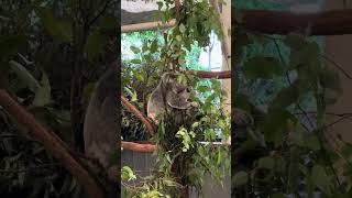 Koala Eating Eucalyptus 20231210 Lone Pine Koala Sanctuary Brisbane Australia 4K [upl. by Starinsky141]