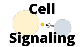 Cell Signaling Types Paracrine Endocrine Juxtacrine [upl. by Rex921]