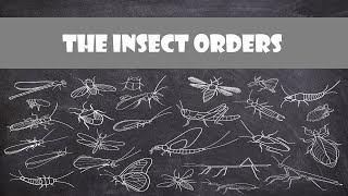 Defining Characteristics of the Insect Orders  Entomology [upl. by Arimlede]