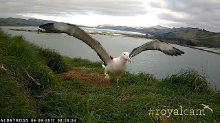 Watch Endangered young albatross takes to the skies for the first time [upl. by Lynnette]