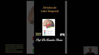 Divisões do Lobo Temporal  Anatomia Humana neuroanatomia anatomia anatomiahumana [upl. by Ahsenroc]