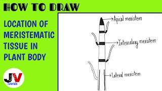 How to draw Location of meristematic tissue in plant body [upl. by Luedtke887]