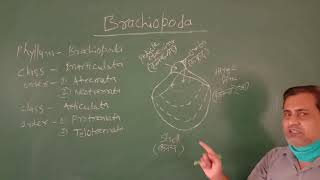 BRACHIOPODA BSc II By Dr KK Mishra Geology [upl. by Okramed270]