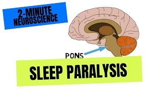 2Minute Neuroscience Sleep Paralysis [upl. by Milone]