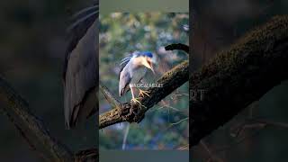 Black crowned night heron  Heron  night heron in a tree [upl. by Daht]