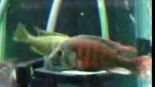 Haplochromis uganda fire red Cichlid breeding [upl. by Palla973]