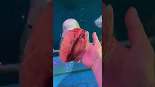 It’s time to eat Beluga whale eats fish Beluga whale eating ice Little fish in Hutan [upl. by Eilime]