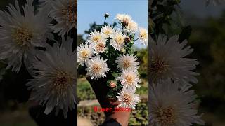 guldaudi flower flowers youtubeshorts garden gardening flowers [upl. by Waldos93]