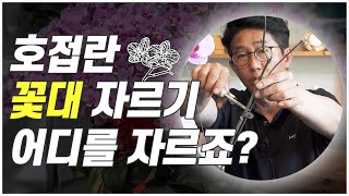 호접란 꽃대 자르는 위치 아직도 모르신다구요  난알아요 [upl. by Dewees]