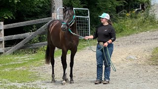 Equine Affaire 2024 Stella clinic application [upl. by Laverne]