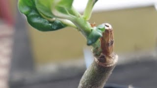 adenium graftingadeniumsucculentgraftingflowers indoorplants plants shortstrendingviral [upl. by Lia]