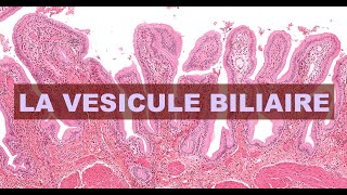 LA VESICULE BILIAIRE  HISTOLOGIE [upl. by Damicke]