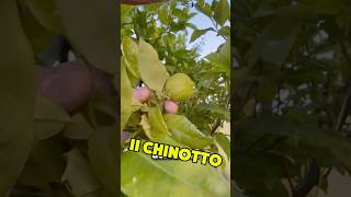 Dissing sul Chinotto 😱 gin bartender chinotto [upl. by Johannah]