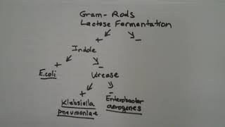 How To Construct A Dichotomous Key For Bacteria From Biochemical Test Results [upl. by Valenza]