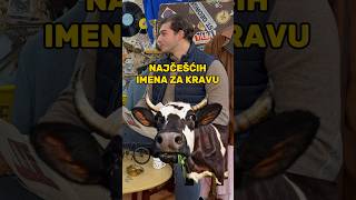 NAJČEŠĆA IMENA ZA KRAVU🐄🐮 viral podcast comedy funny shorts fyp fy animals friends [upl. by Snyder132]