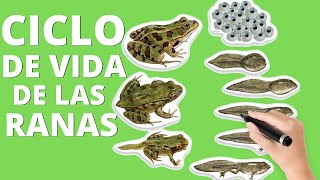 El ciclo de vida de las ranas etapas🐸 [upl. by Fairfax]