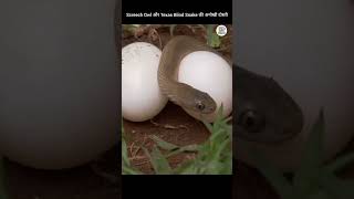 Screech Owl और Texas Blind Snake की अनोखी दोस्तीAmazing Facts In HindiShorts Video shorts [upl. by Leissam458]