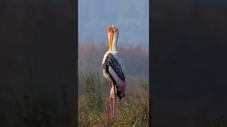 Tamron 150600mm G2 Lens Review shot Painted stork tamronindia youtubeshorts paintedstork [upl. by Samira]