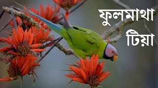 Blossomheaded parakeet  ফুলমাথা টিয়া Satchari National Park Habiganj [upl. by Clementis]