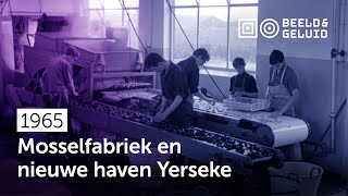 📼 Haven Yerseke geopend en bezoek mosselfabriek 1965 [upl. by Ahsinrats]