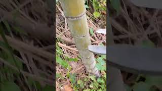 Bamboo🎍 Cutting bamboo satisfying diy [upl. by Aneleairam124]