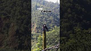 EPIC 😲 Crow conversion Who Knew They Could Chat Like This 😂 crow crowsounds naturelovers [upl. by Strauss]