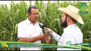 Consorcio de MILHO SAFRINHA e BRAQUIÁRIA  Embrapa [upl. by Gautier]