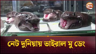 নেট দুনিয়ায় ভাইরাল মু ডেং  Moo Deng  Channel 24 [upl. by Ignatz]