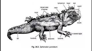 AFFINITIES OF SPHENODON PUNCTATUM [upl. by Silyhp]