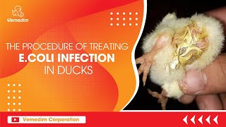 THE PROCEDURE OF TREATING ECOLI INFECTION IN DUCKS [upl. by Dukie]