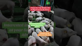 How To Get The Best Breeds of Pigs In West Africa semanhyiafarms farminginafrica [upl. by Laurentium540]